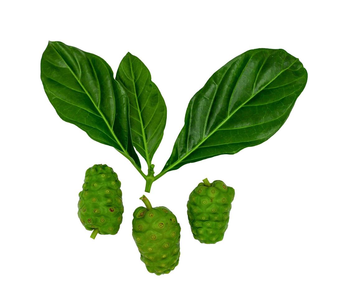 Noni fruits and green leaf photo