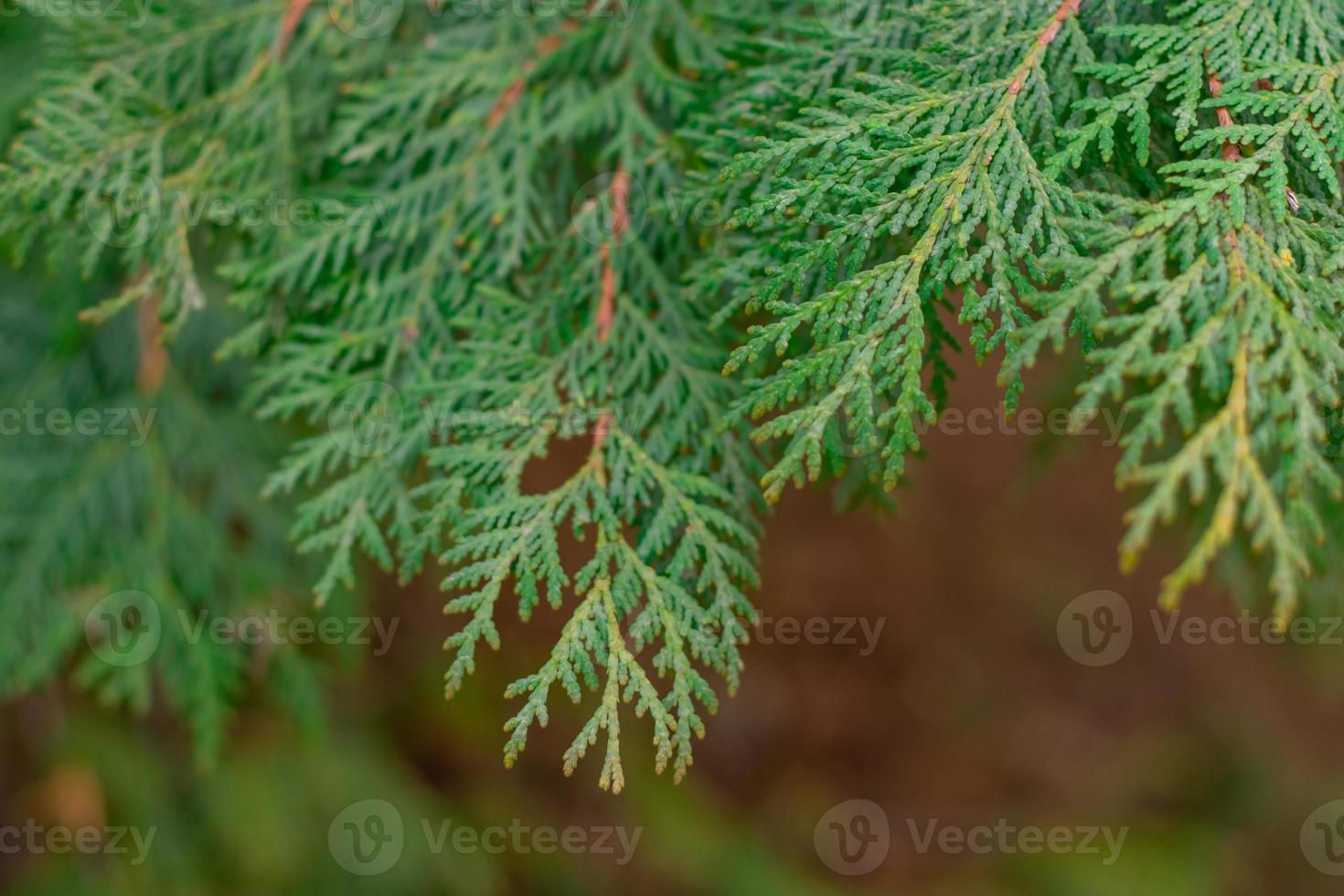 Green thuja tree close-up on a blurry background photo