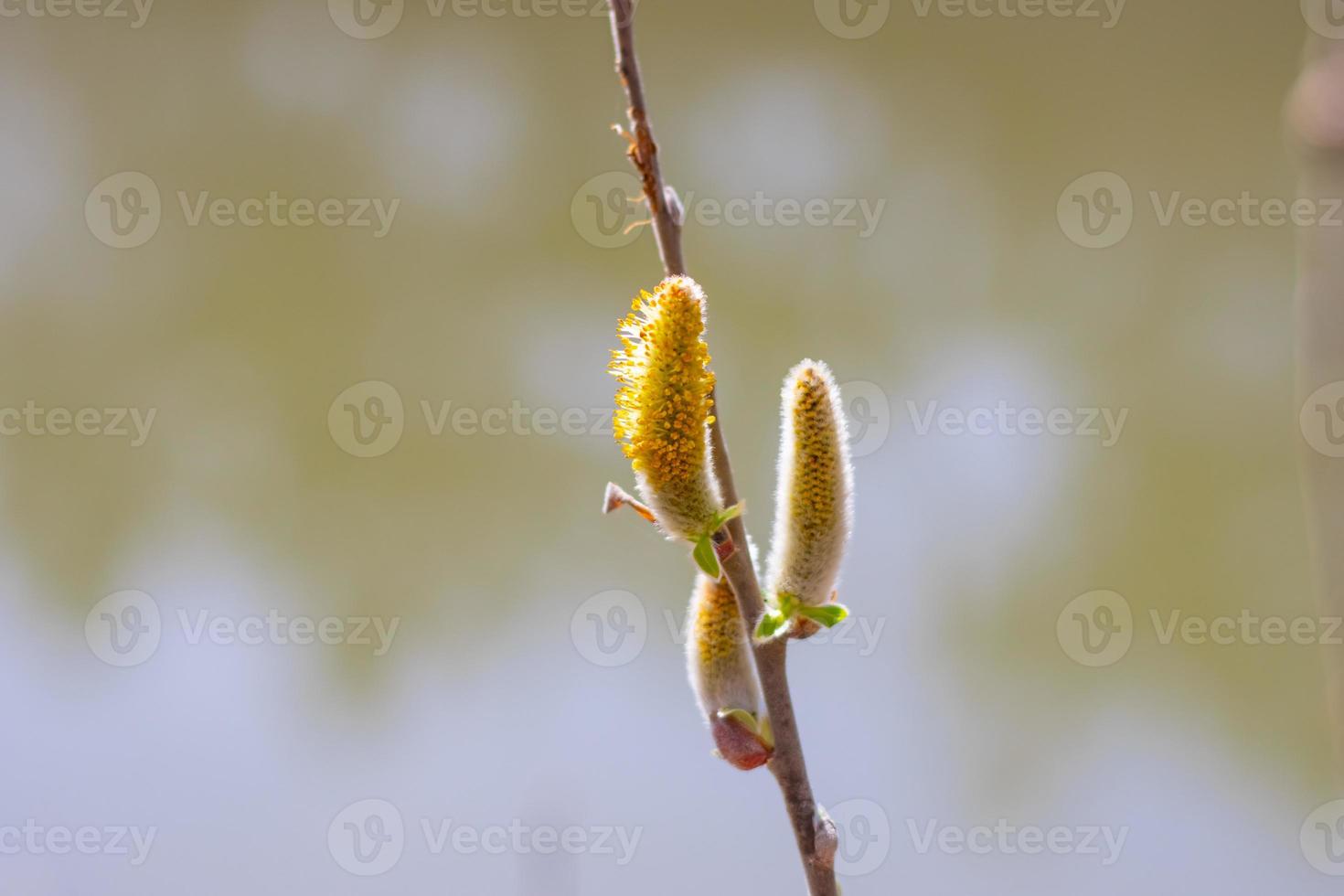 Branch trees close-up on a blurry background photo