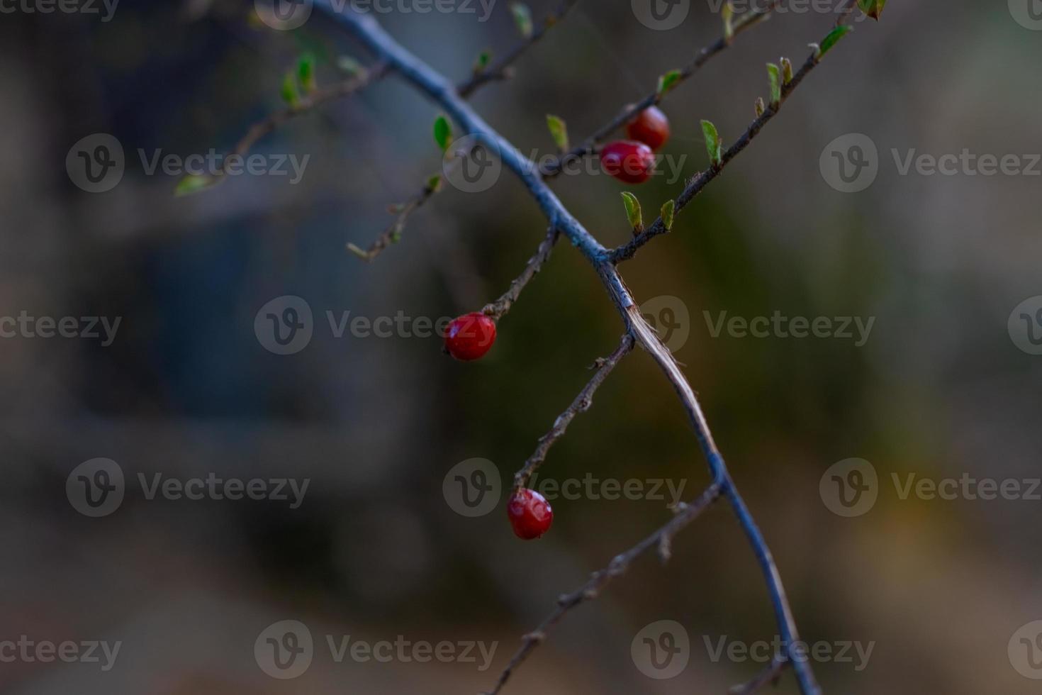 Branch trees close-up on a blurry background photo