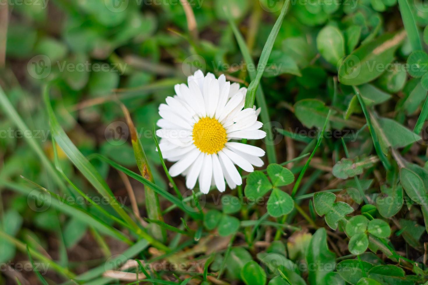 primer plano de flores y plantas del bosque sobre un fondo borroso foto