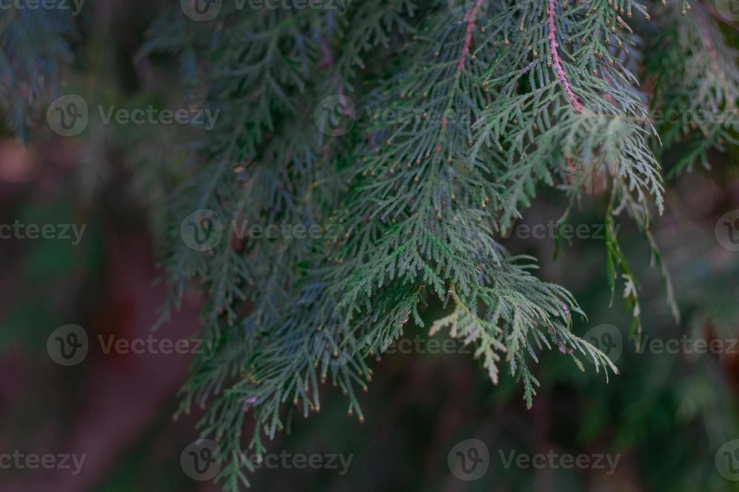 Green thuja tree close-up on a blurry background photo