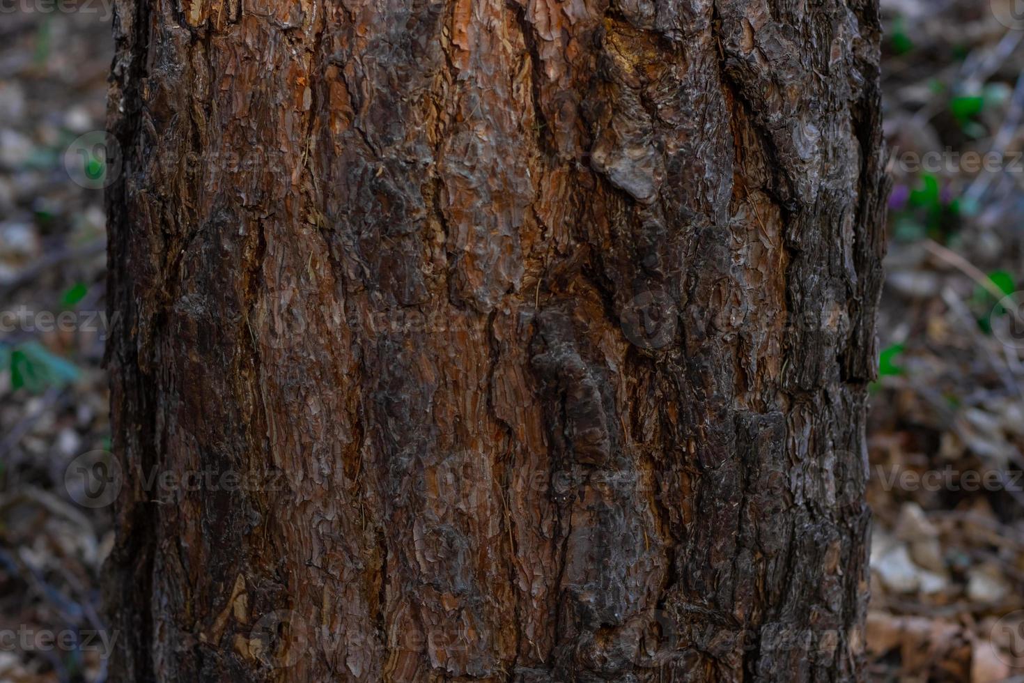 Tree trunk close-up on blurred background photo