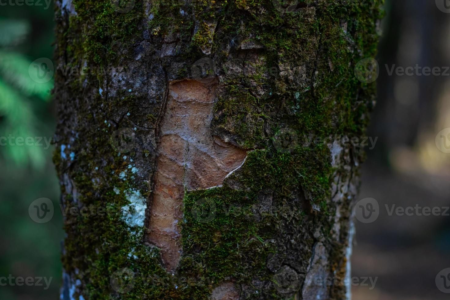 Tree trunk close-up on blurred background photo