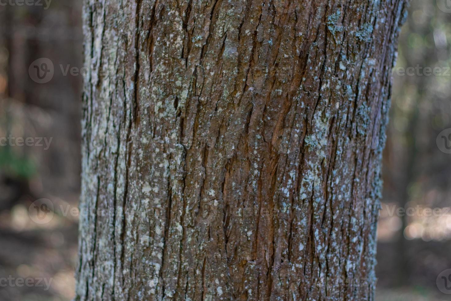 Tree trunk close-up on blurred background photo