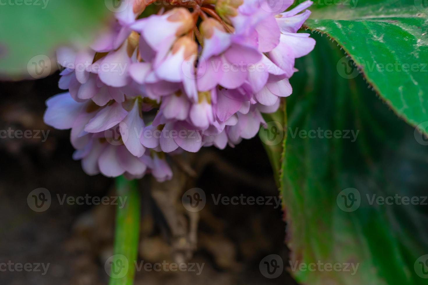 primer plano de flores y plantas del bosque sobre un fondo borroso foto