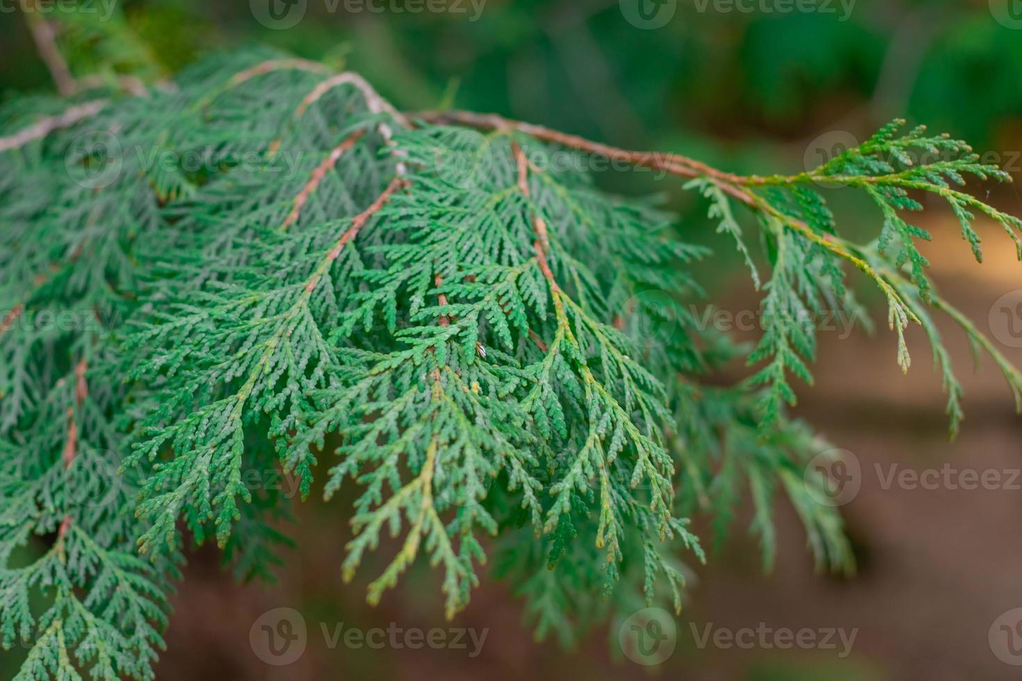 Green thuja tree close-up on a blurry background photo