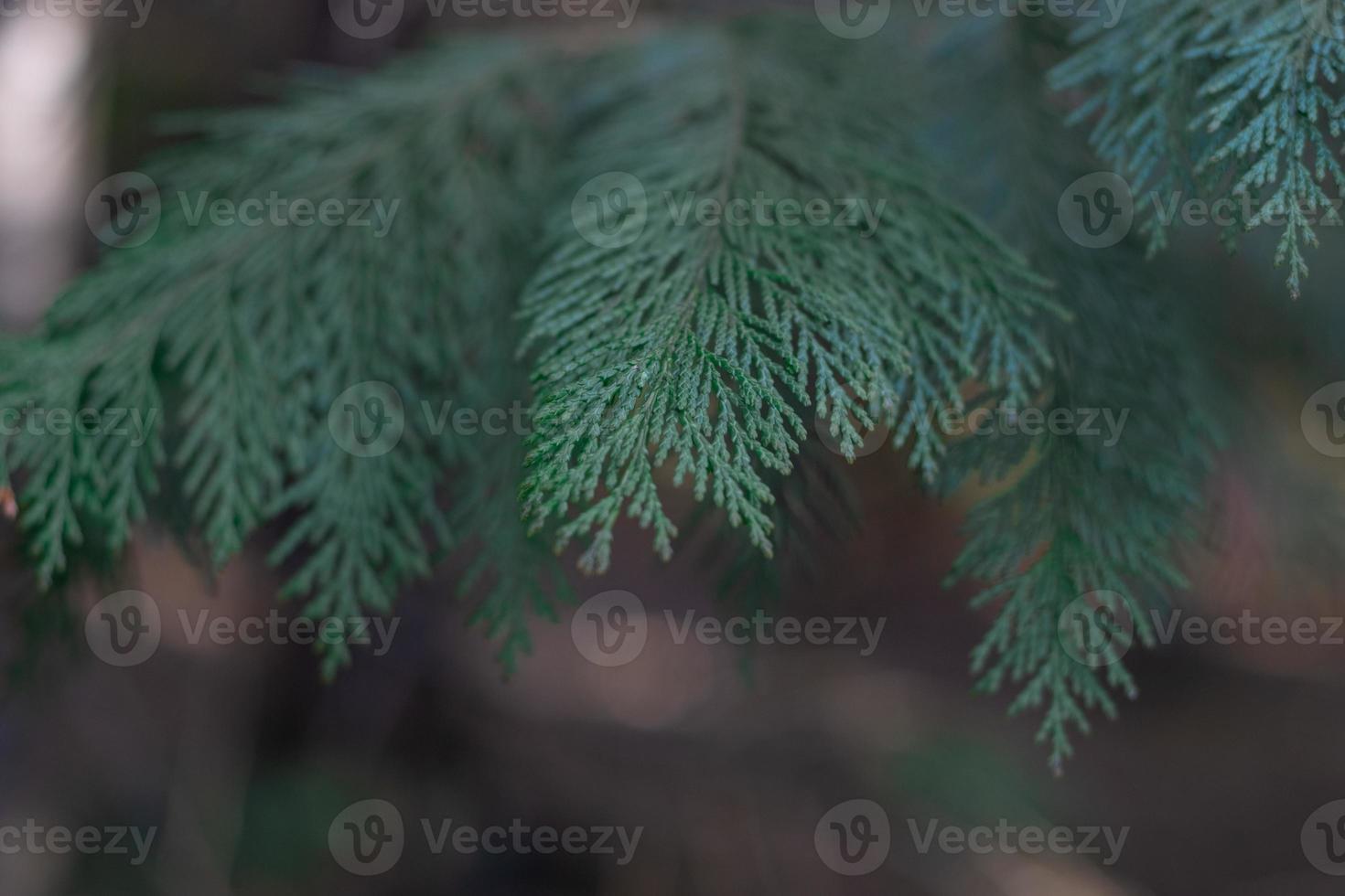 Green thuja tree close-up on a blurry background photo