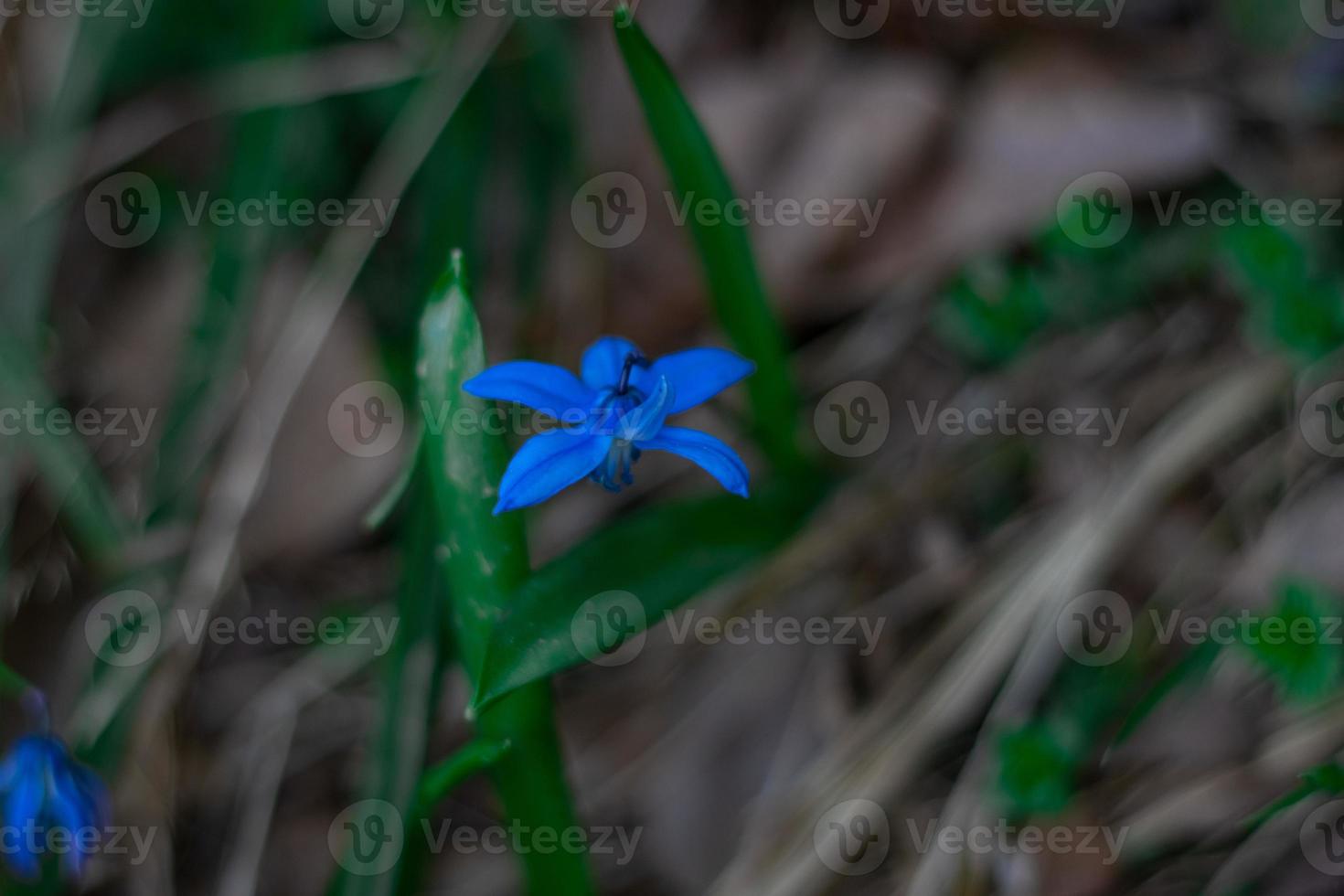 Forest flowers and plants close-up on a blurry background photo