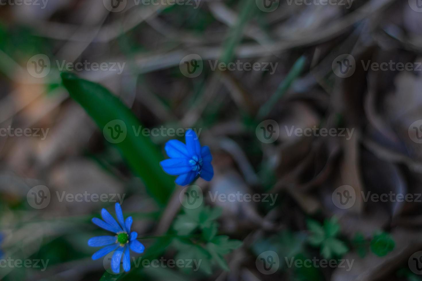 Forest flowers and plants close-up on a blurry background photo