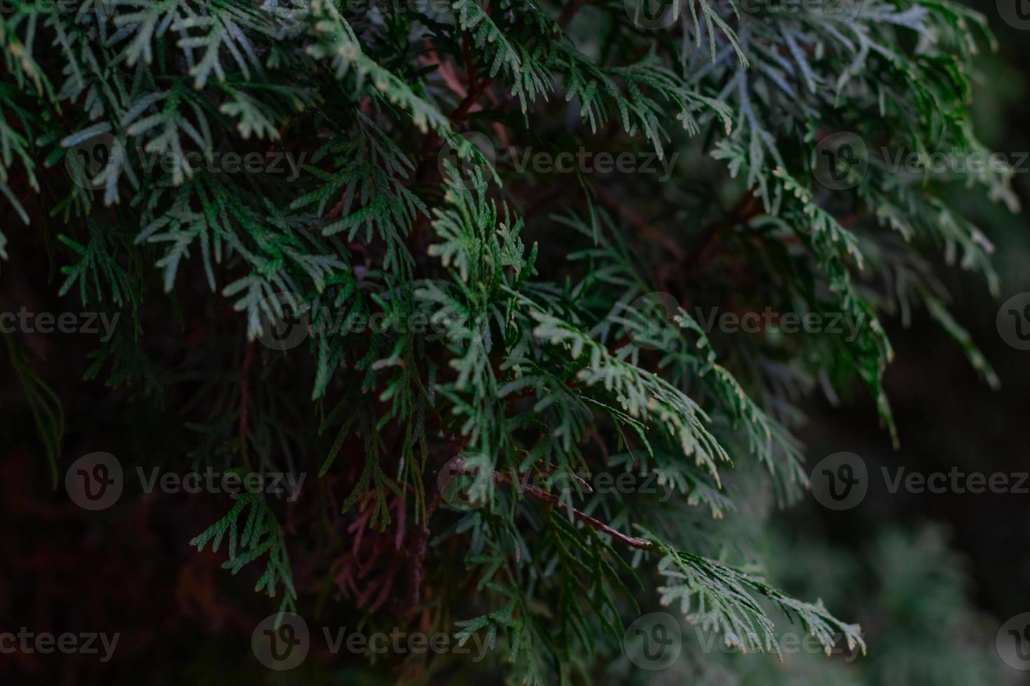 Green thuja tree close-up on a blurry background photo