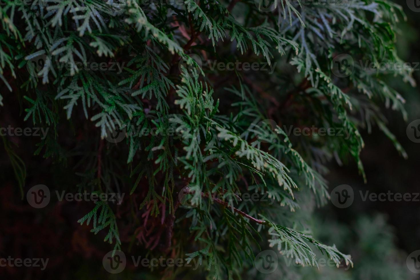 primer plano de árbol de thuja verde sobre un fondo borroso foto