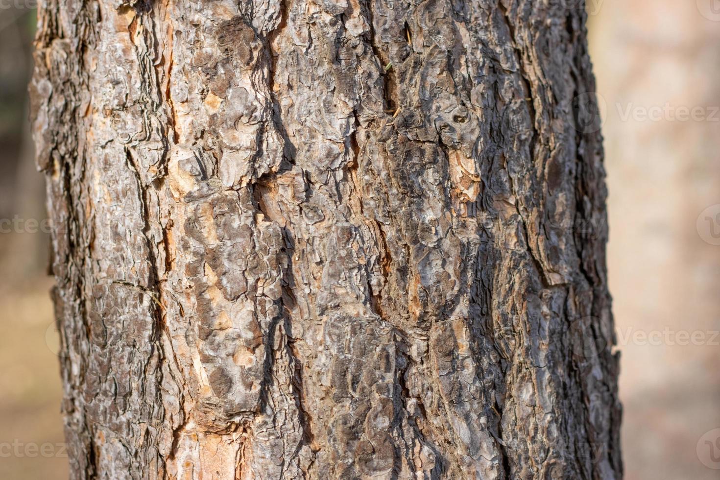Tree trunk close-up on blurred background photo