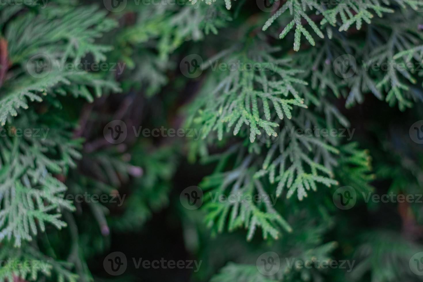 Green thuja tree close-up on a blurry background photo