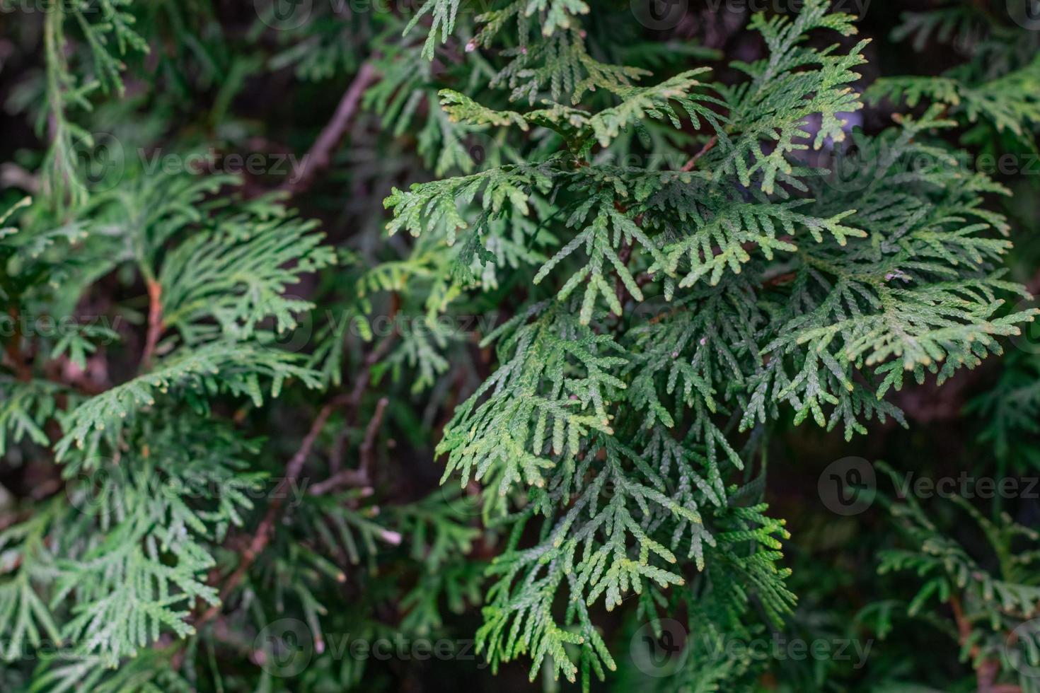 Green thuja tree close-up on a blurry background photo