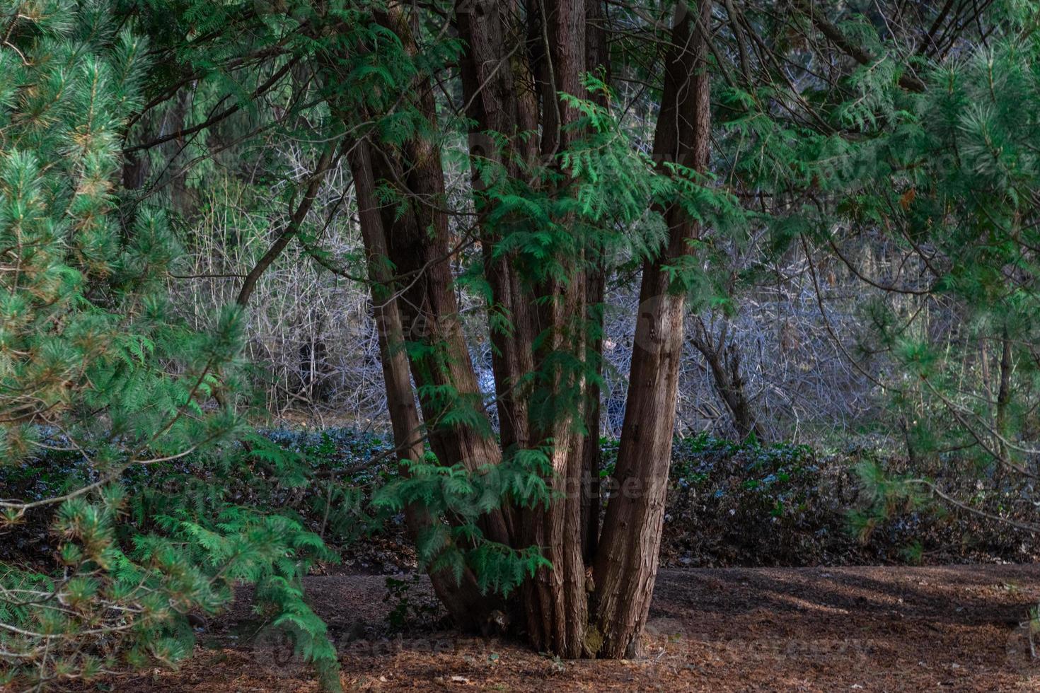 primer plano de árbol de thuja verde sobre un fondo borroso foto