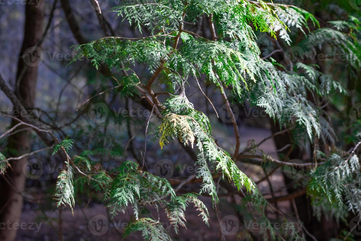 Green thuja tree close-up on a blurry background photo