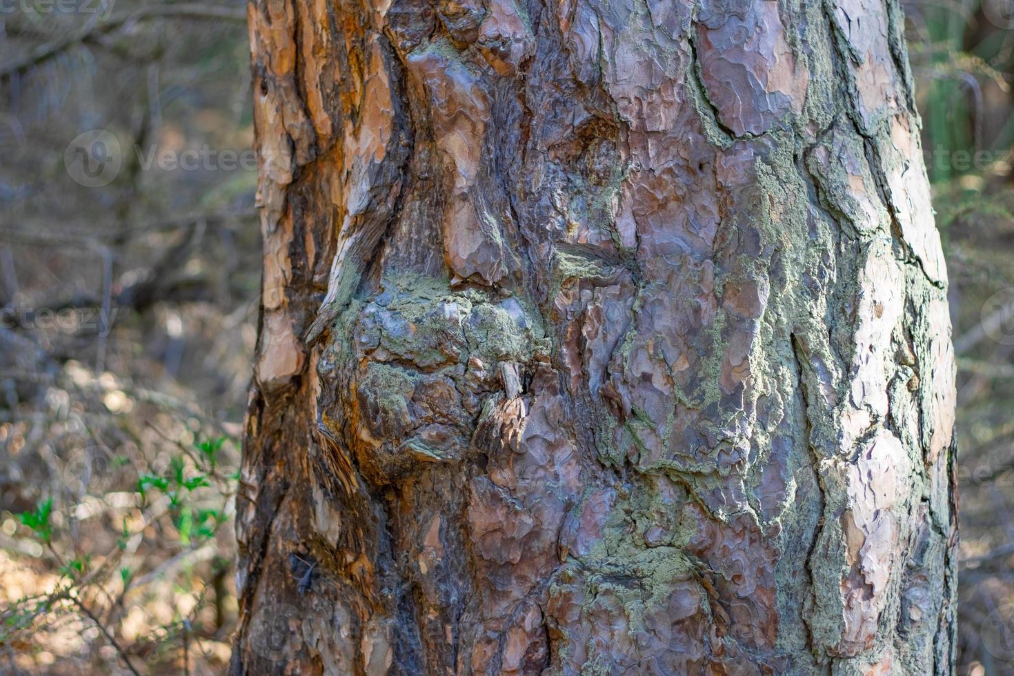 Tree trunk close-up on blurred background photo