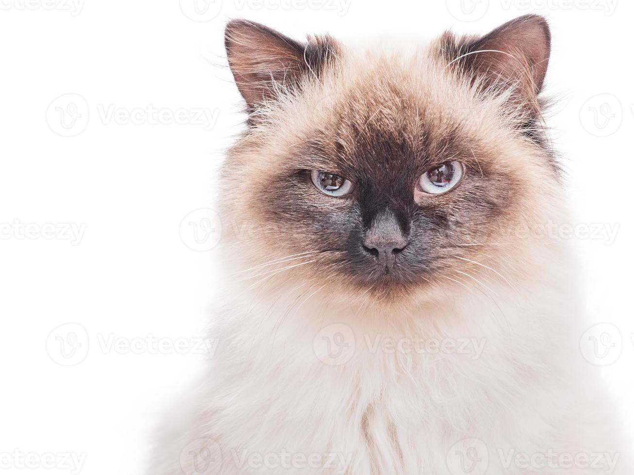 Cat breed Neva masquerade color color point. Portrait of a purebred beautiful cat isolate. photo