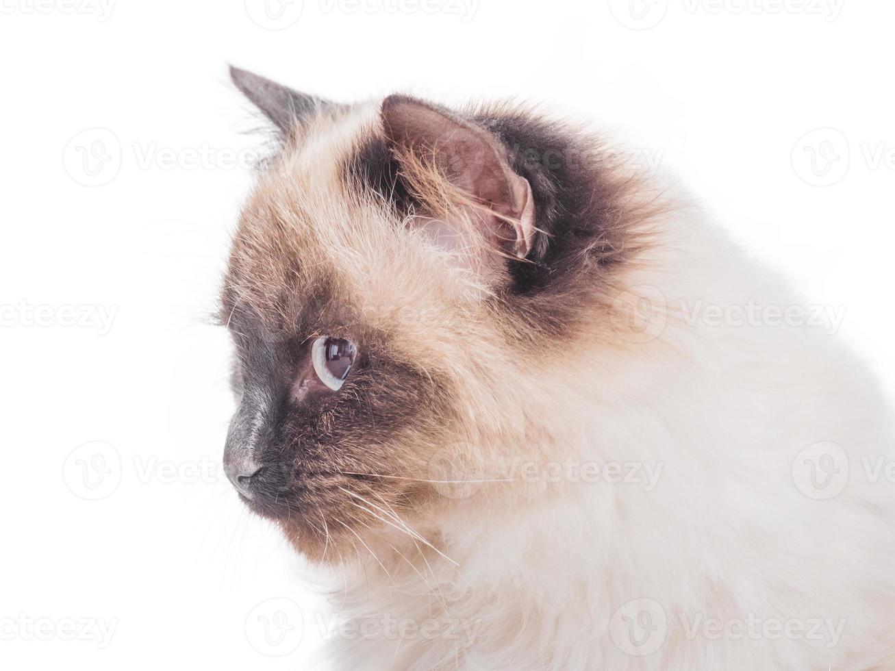 Cat breed Neva masquerade color color point. Purebred beautiful cat isolate. photo