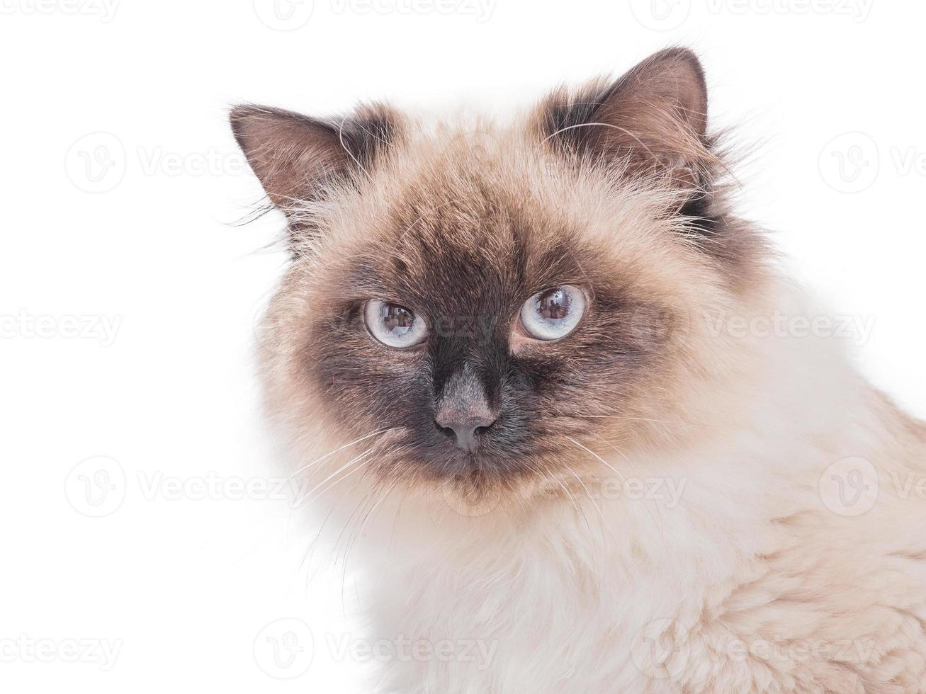 gato raza neva mascarada color punto de color. hermoso gato aislado de pura raza. foto