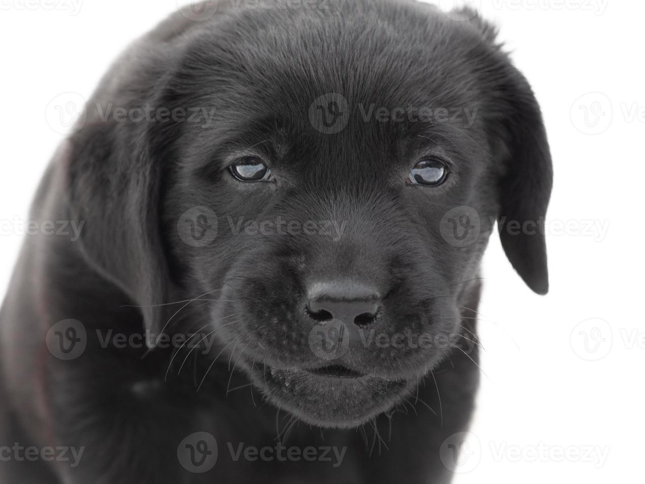 Cachorro de pura raza labrador retriever aislado en blanco. perro labrador foto