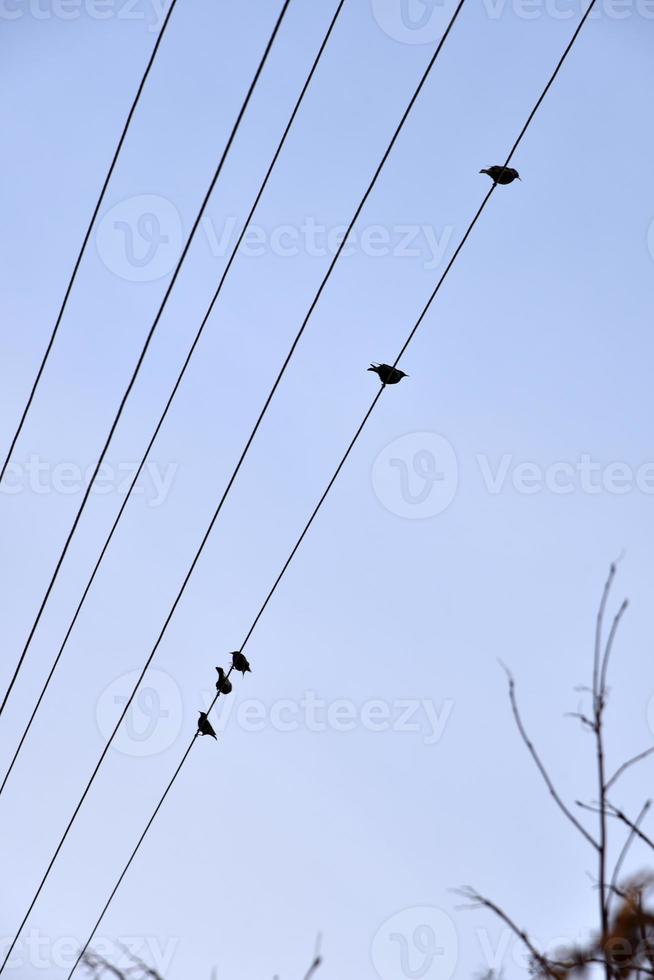A starling bird on a power line photo