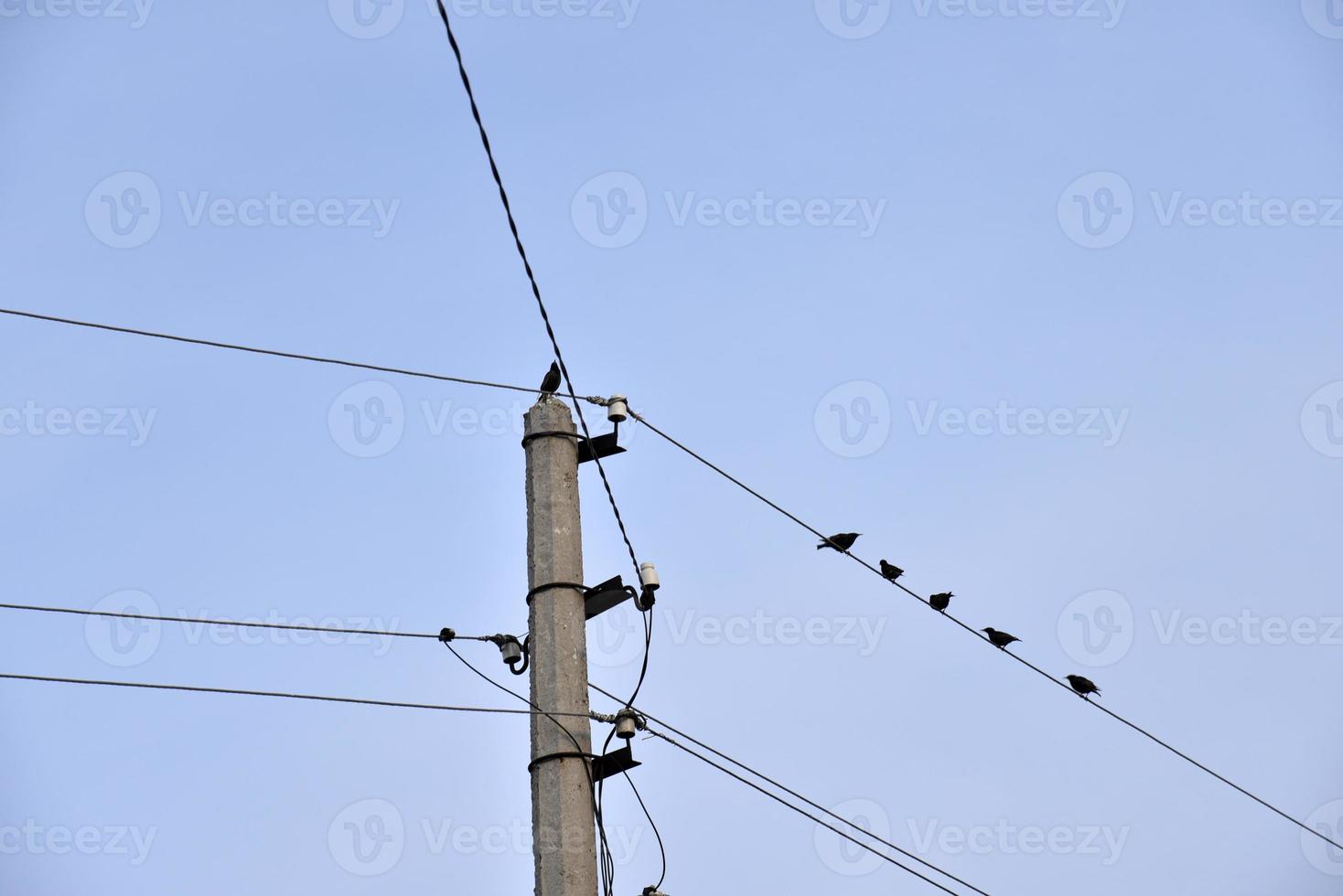 un pájaro estornino en una línea eléctrica foto