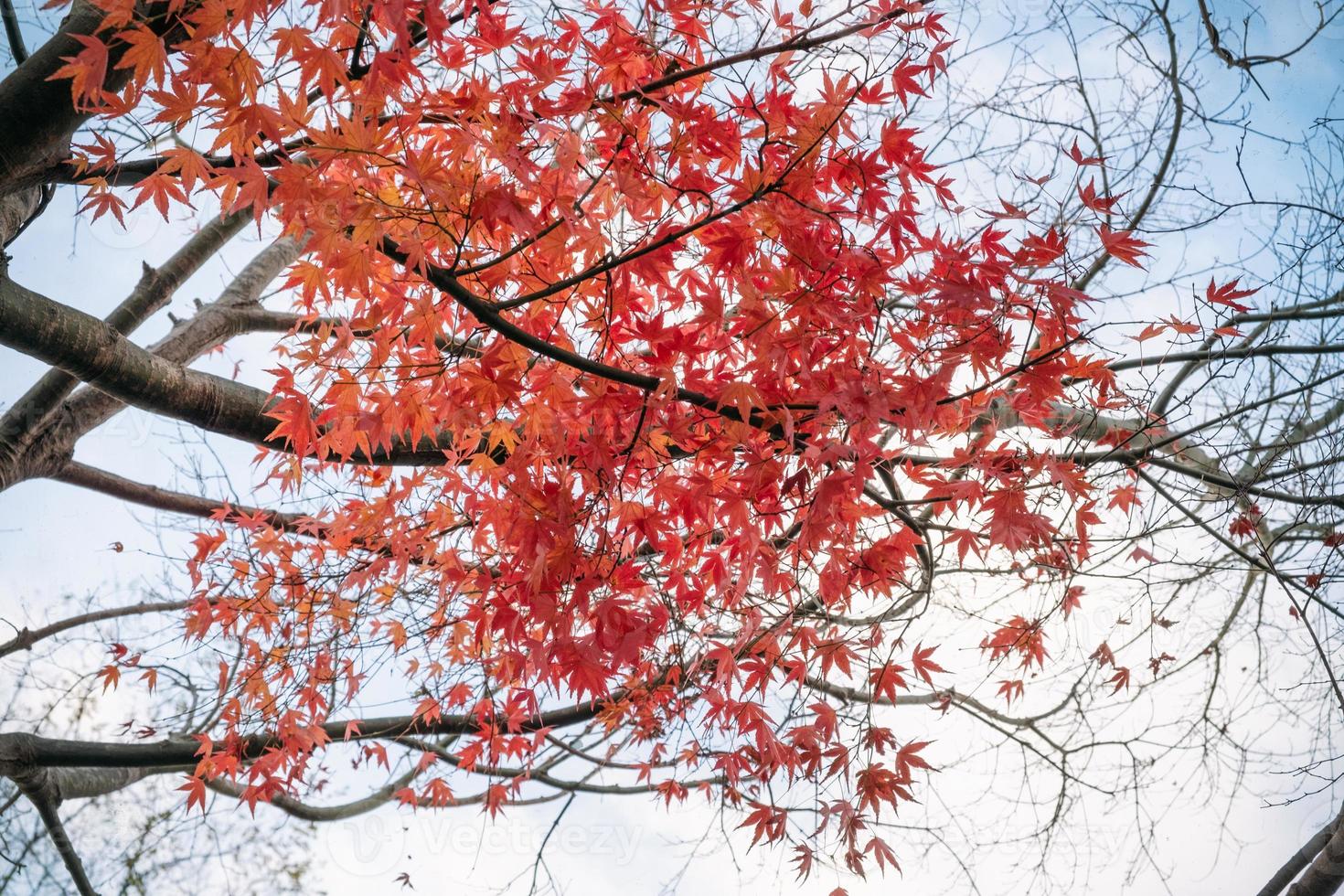 Colorful Maple tree in autumn with blue sky photo