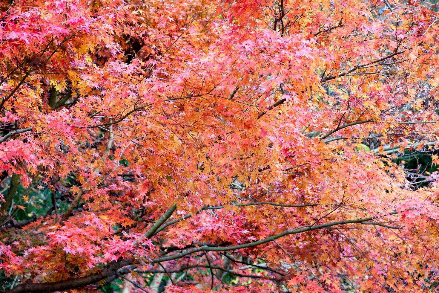 árbol de arce rojo en el jardín de otoño foto