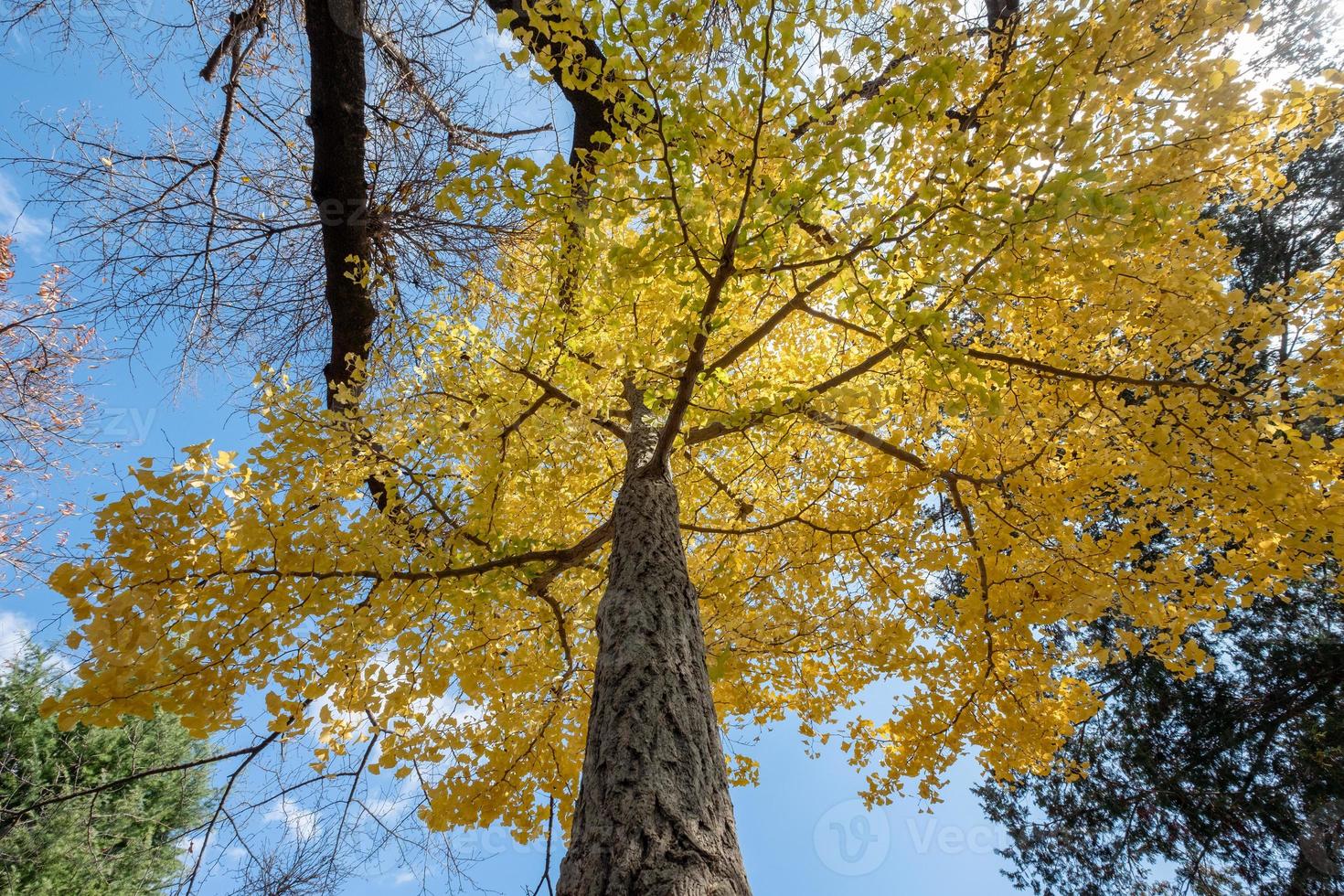 Low angle view Ginkgo Biloba yellow leaf tree with blue sky photo