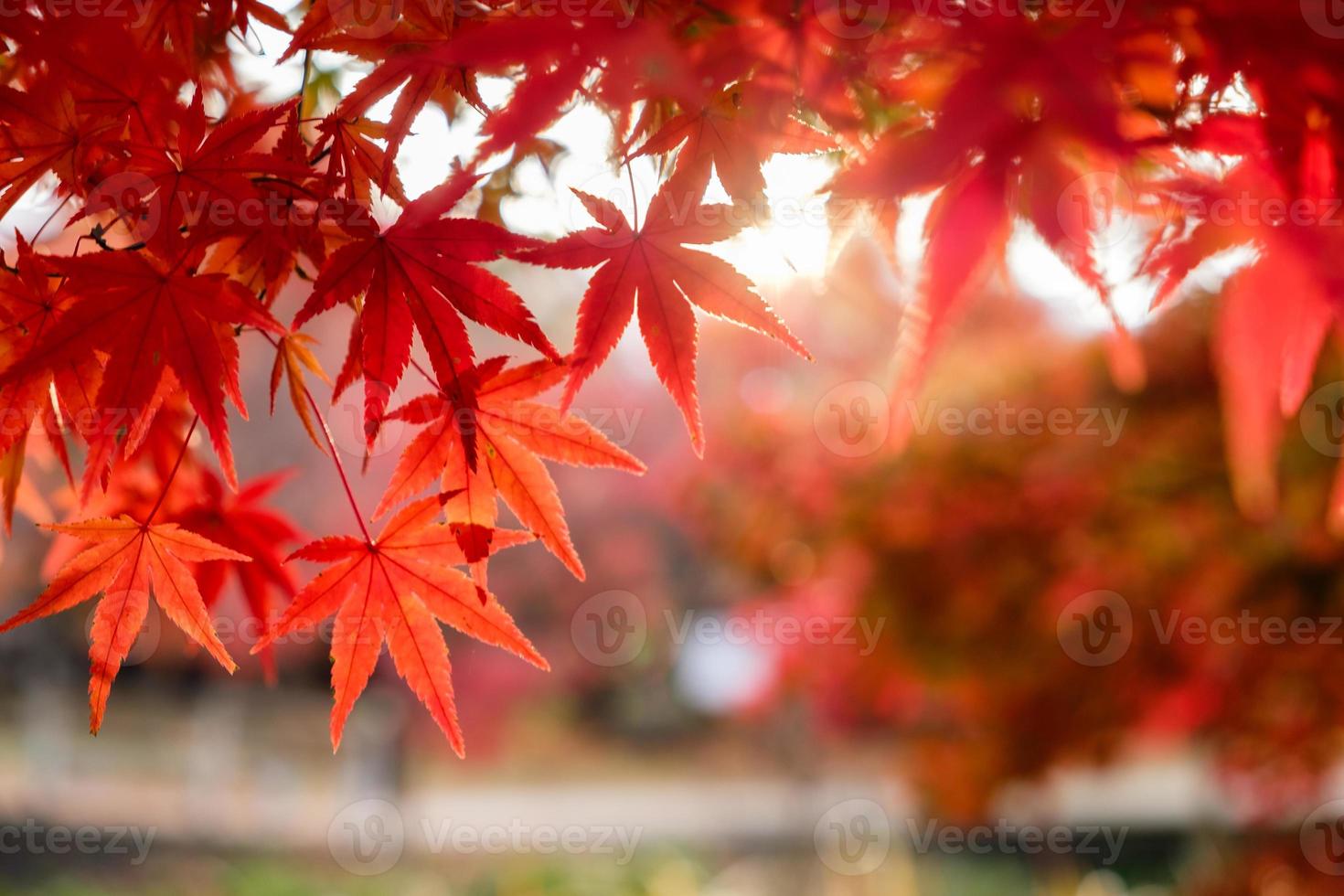 hojas de arce rojas borrosas en el jardín del corredor con luz solar foto