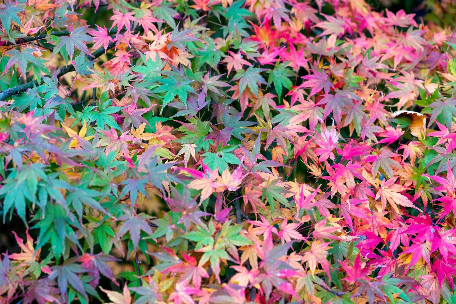 Group of multi color Maple leaves photo