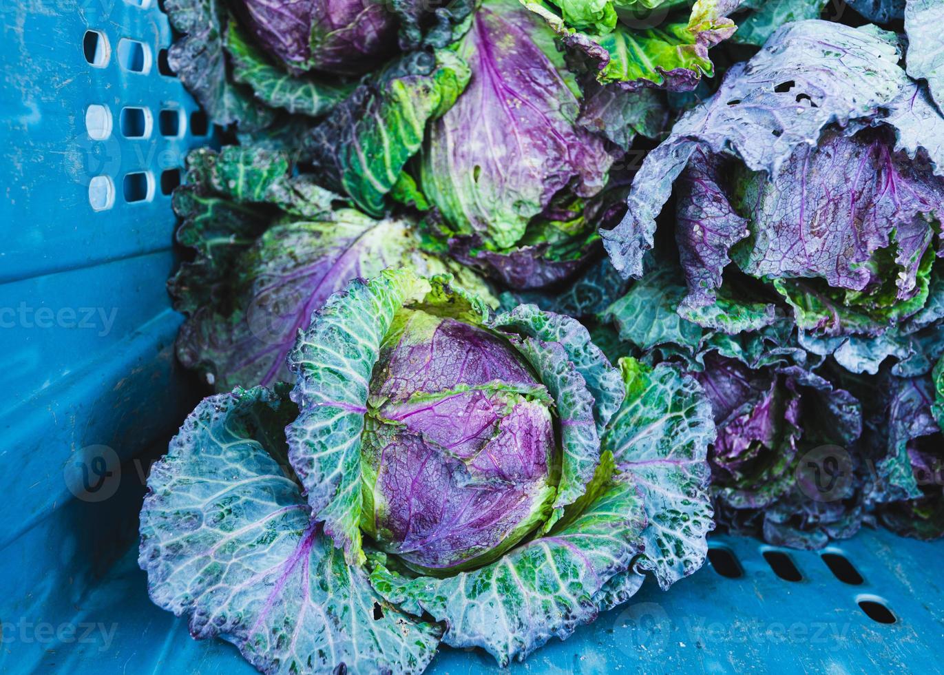 green and purple leafy cabbage photo