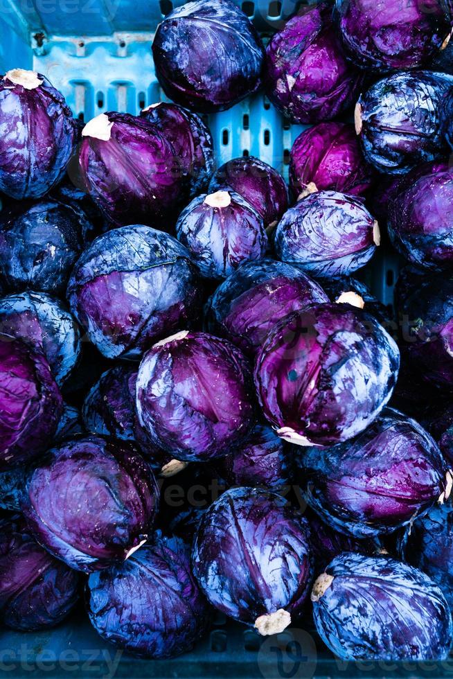 purple cabbage heads in pile photo