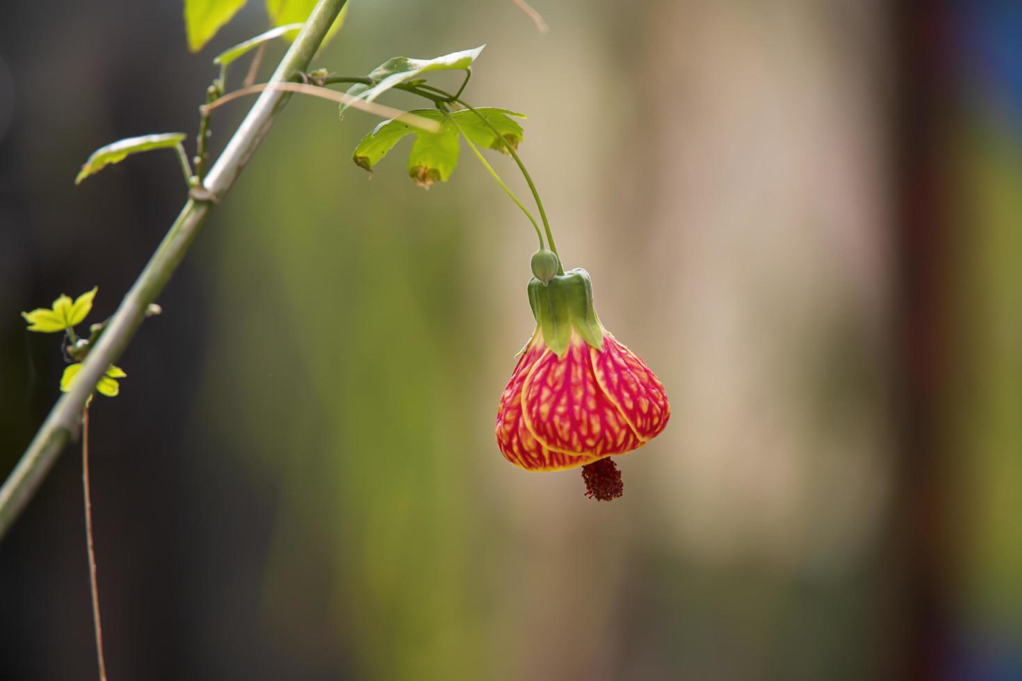 flor rosa florece en una planta en primavera foto