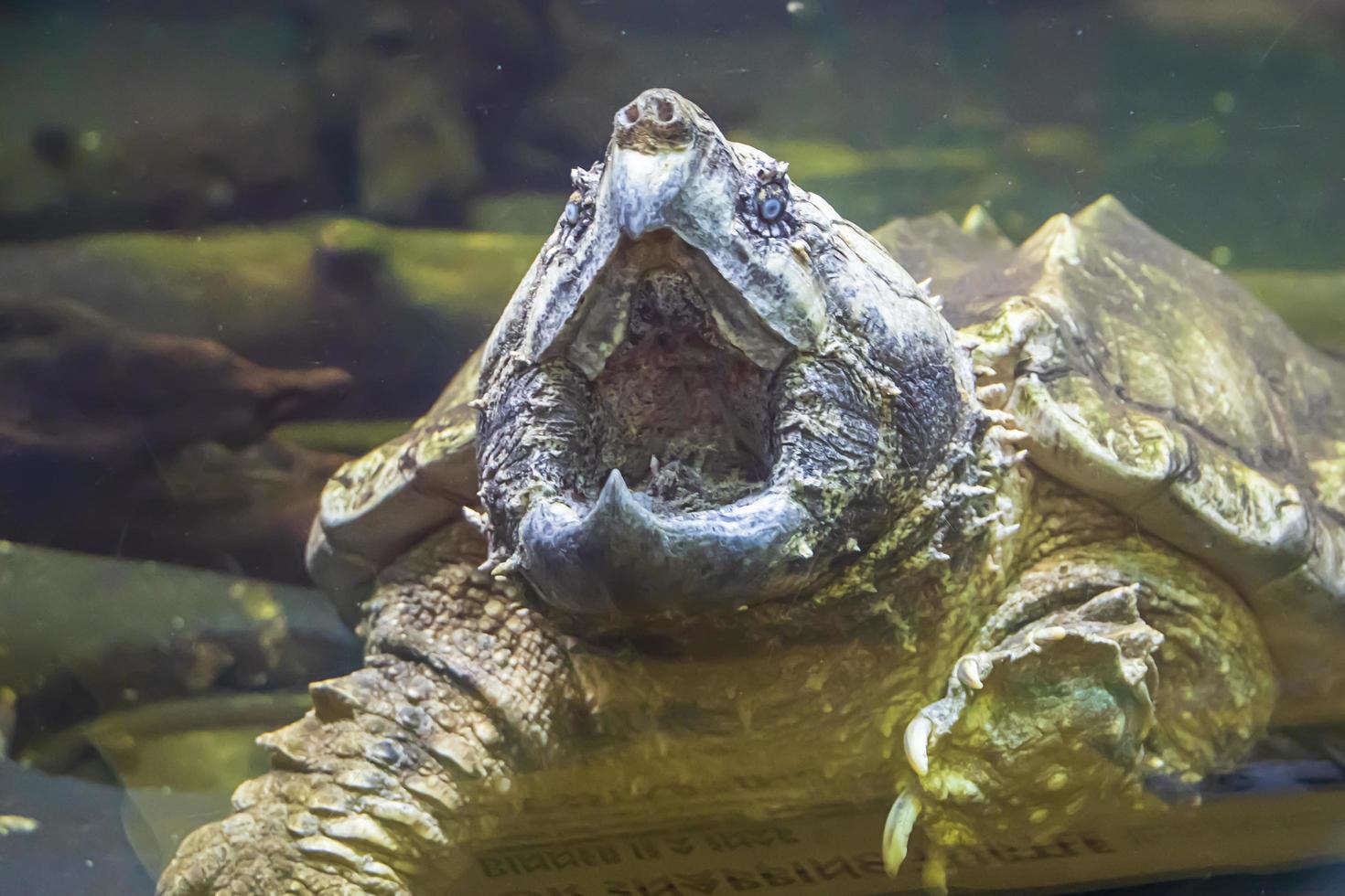 Closeup of an old turtle at a zoo photo