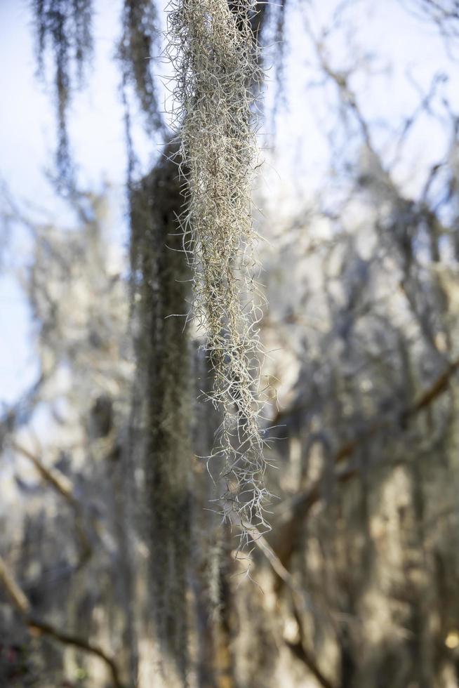 árboles con musgo en un pantano foto