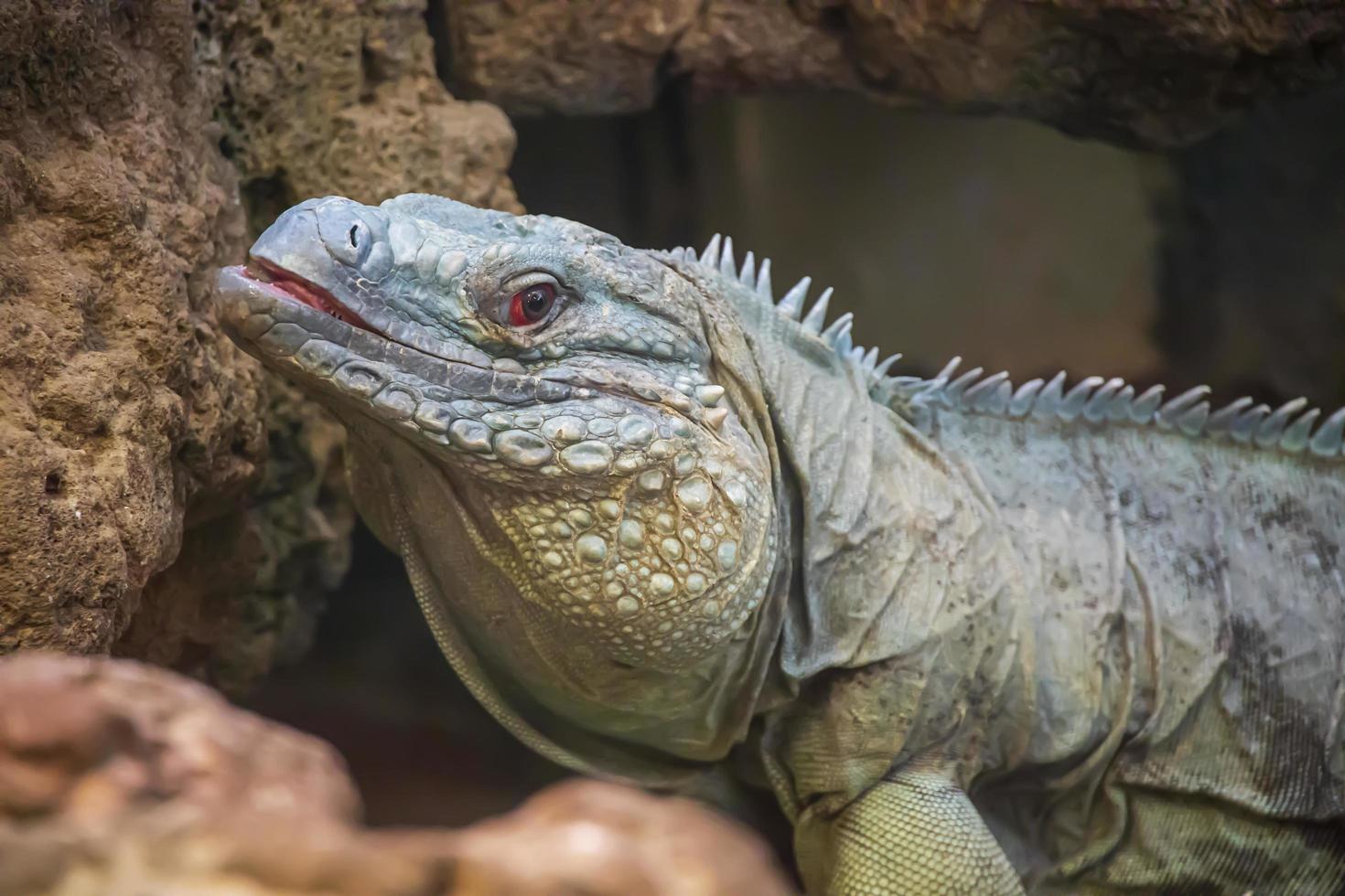 primer plano de una iguana en un zoológico foto