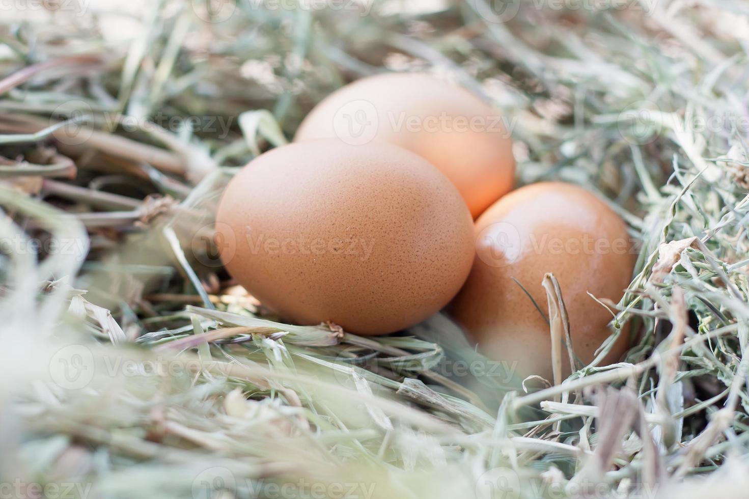 huevos en el nido foto