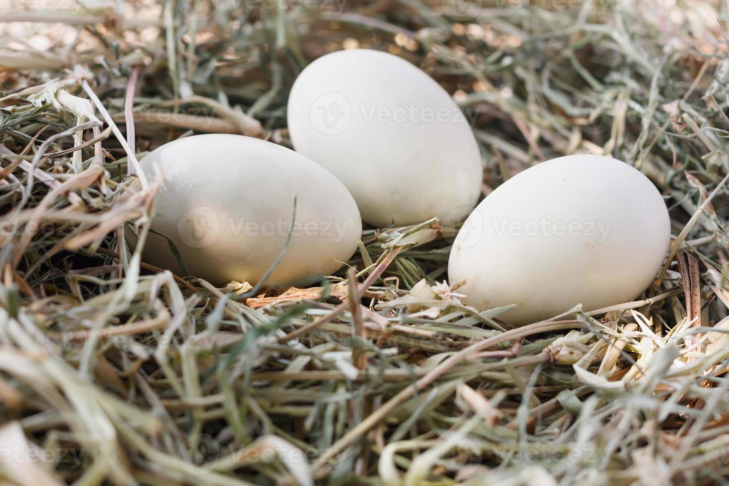 eggs in nest photo