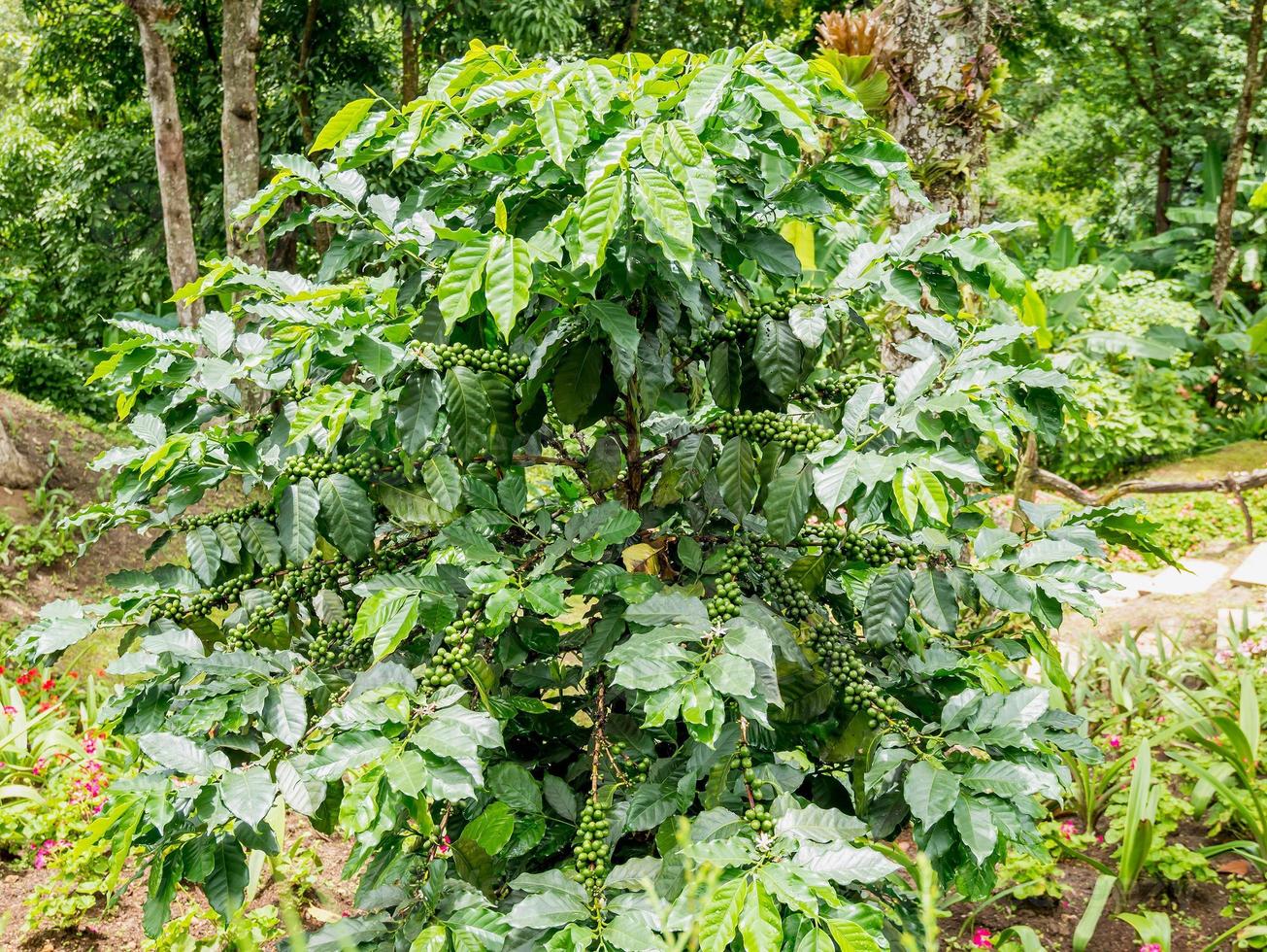 fresh coffee beans in coffee plants tree photo