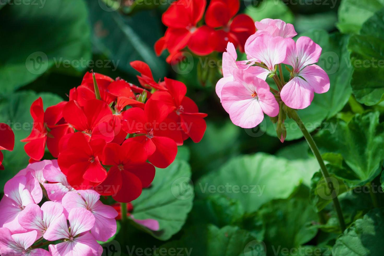 pink and red flowers photo