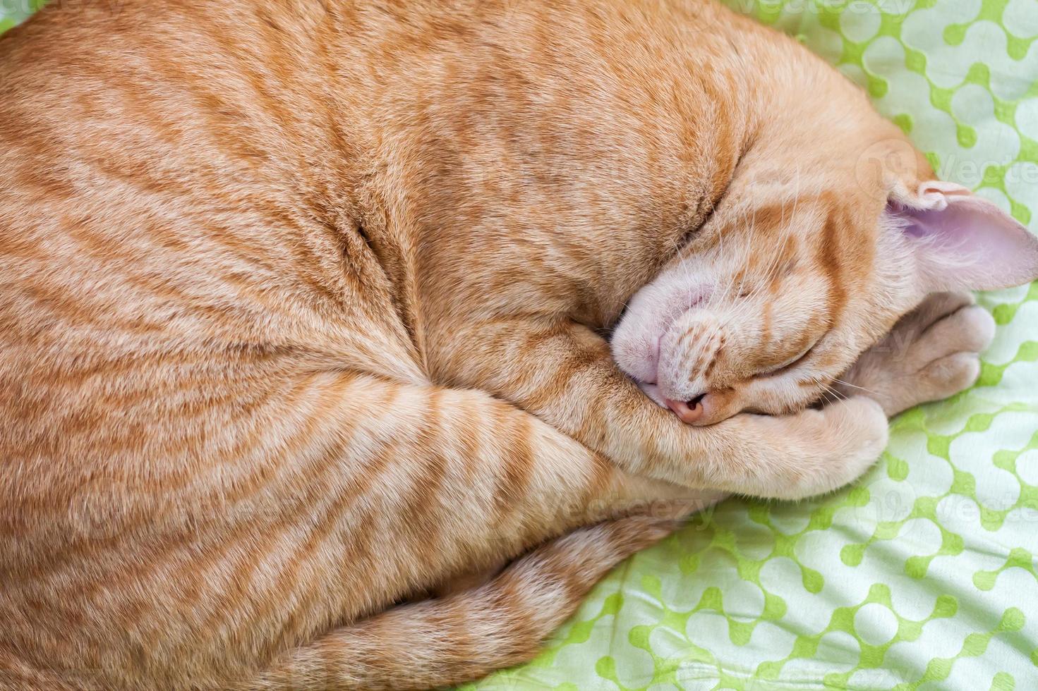 Ginger cat sleeping on bed photo