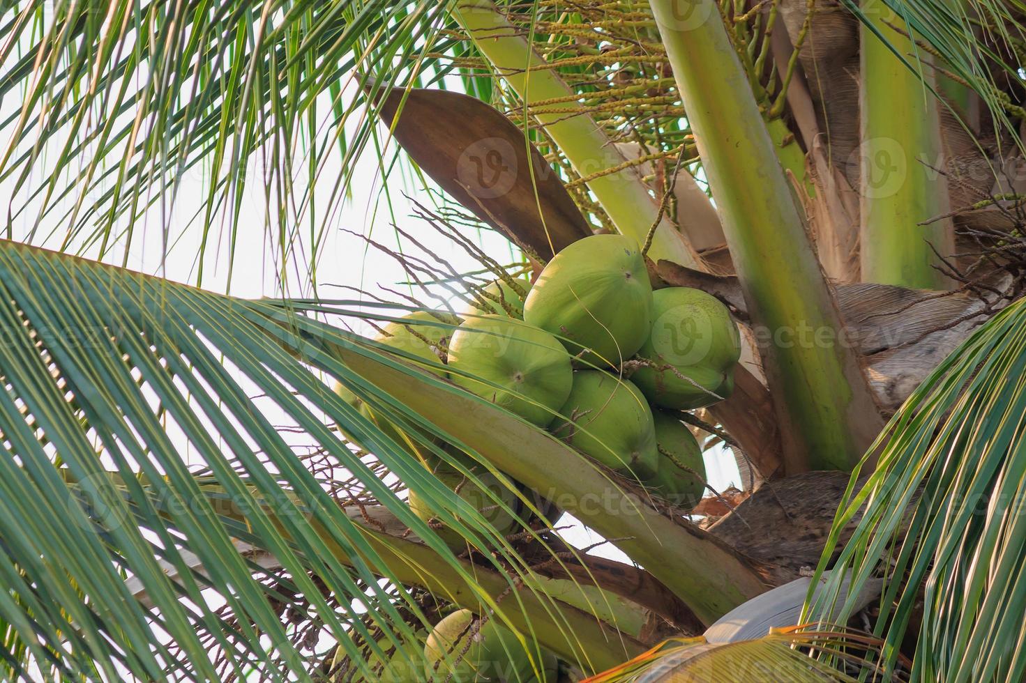 Coconut on coconut tree photo