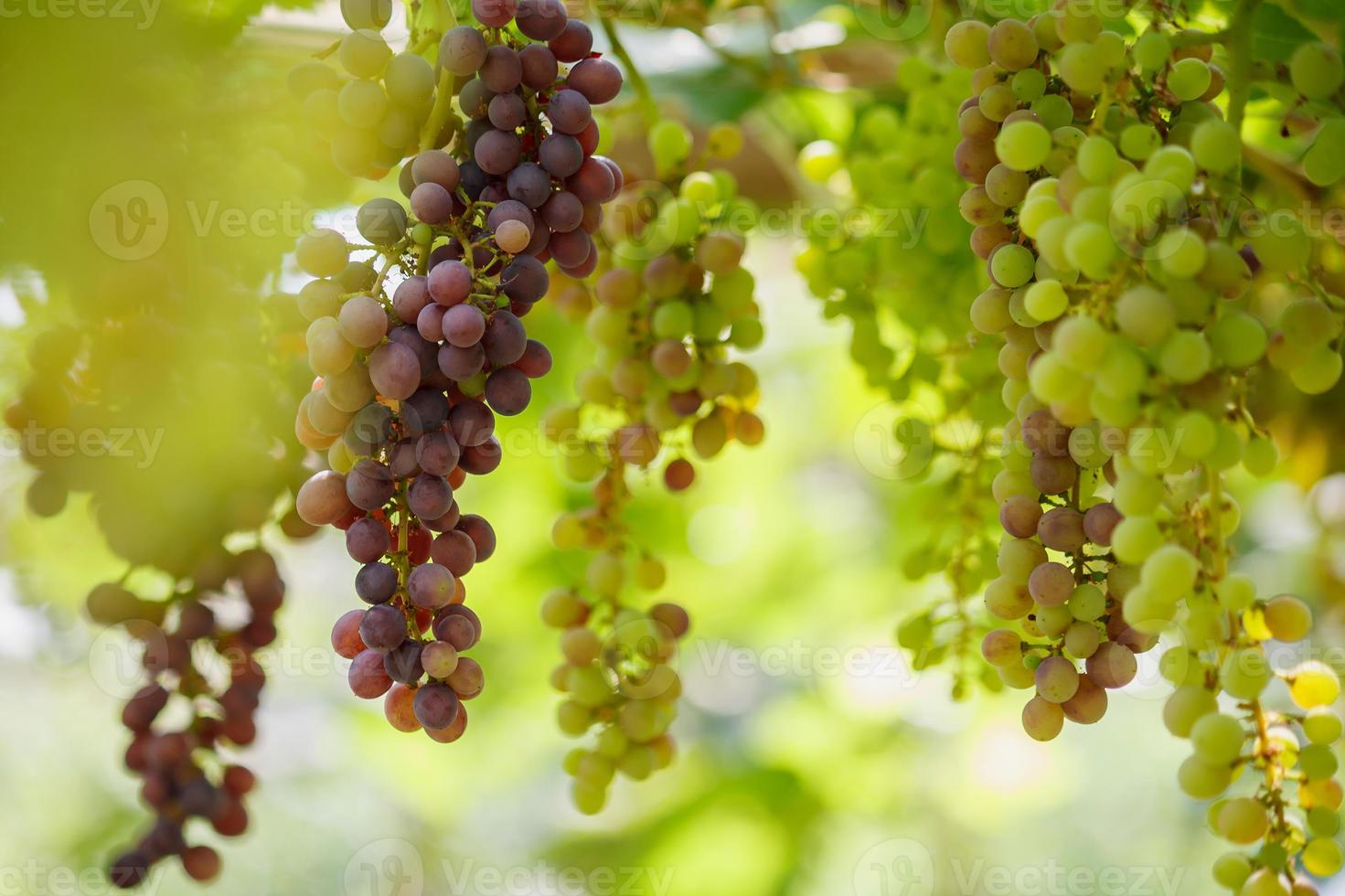 racimos de uvas de vino tinto colgando de la vid foto