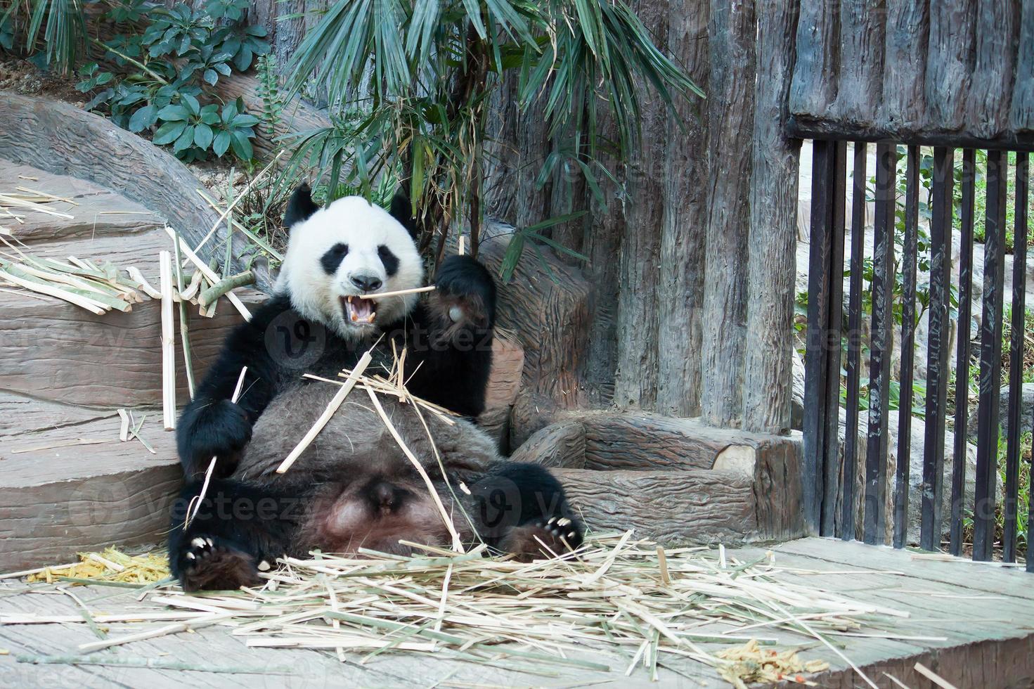 Hungry giant panda bear eating photo