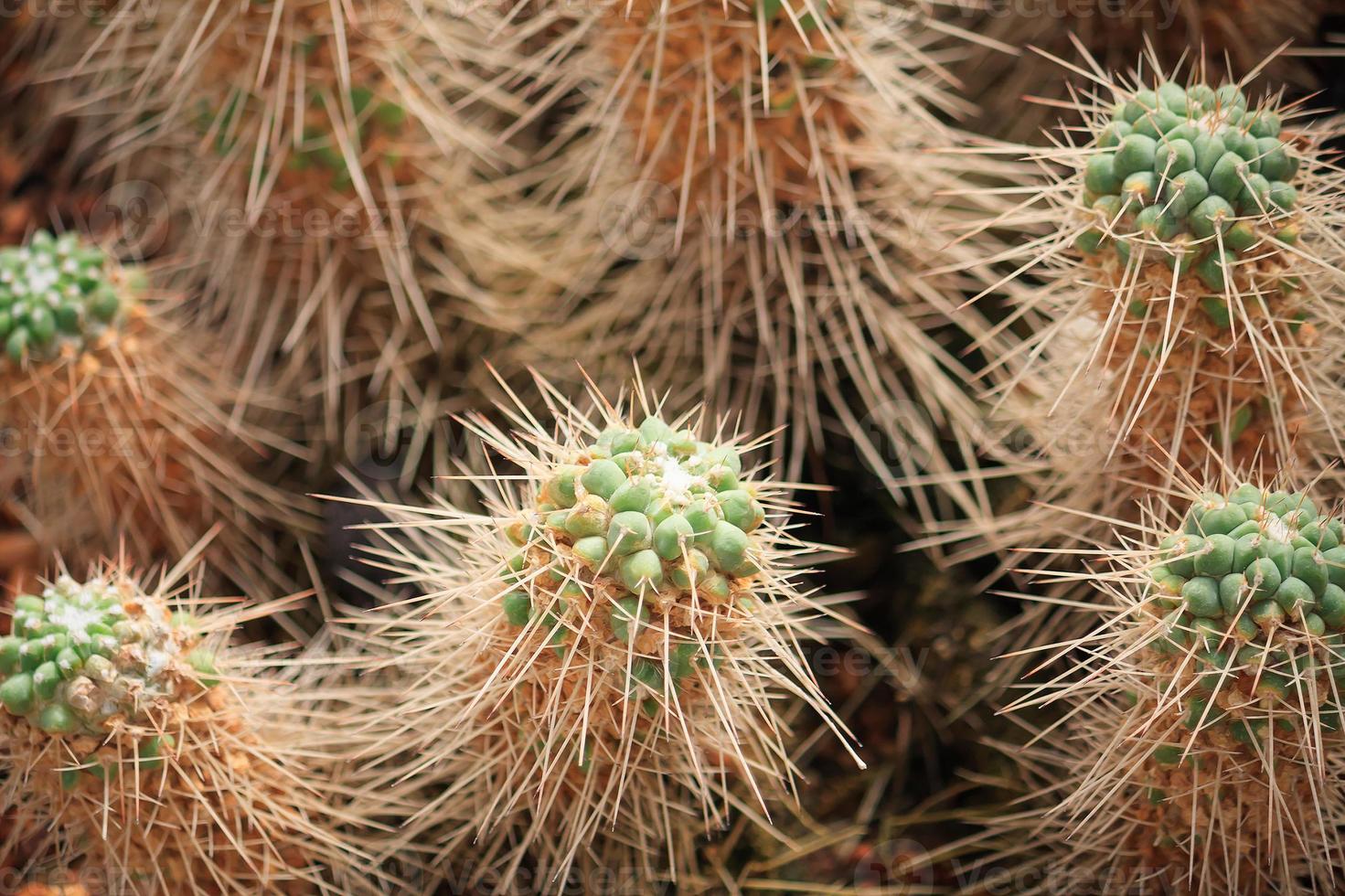 Close up cactus with long thorns photo