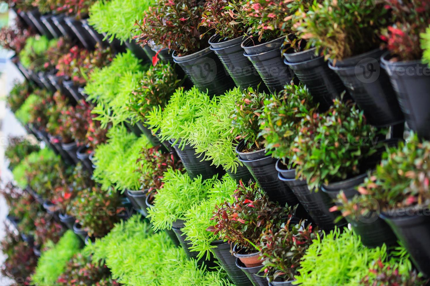 vertical garden close up photo
