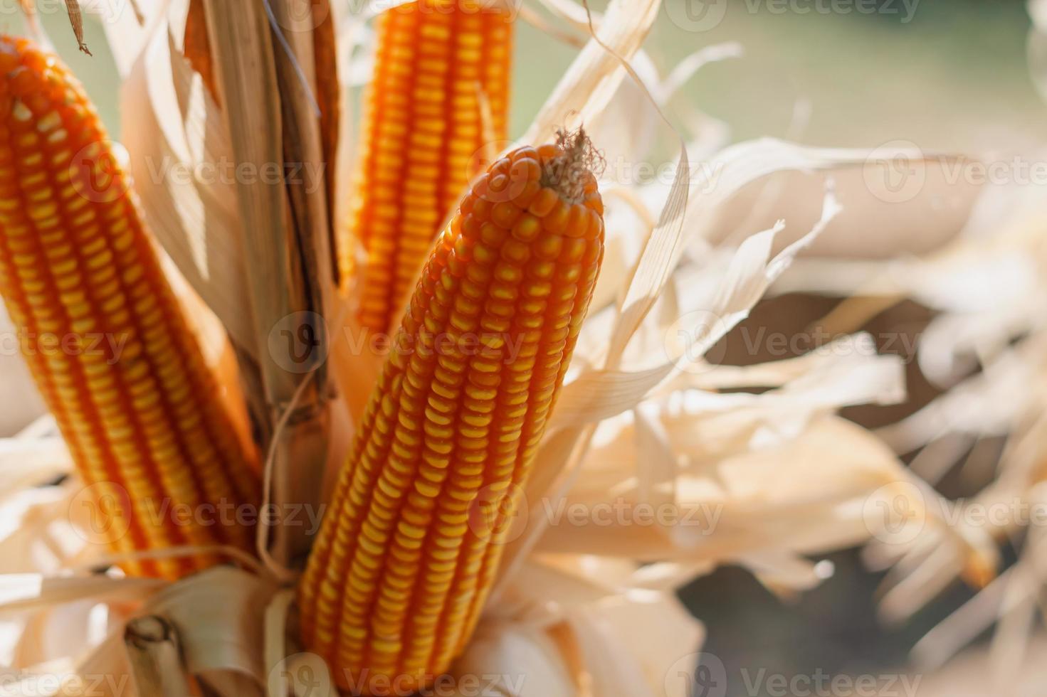 Dried corn close up photo